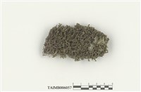 藏品(三裂鞭蘚)的圖片